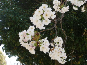 予行演習も終了。いよいよ歌敷山移転後「初」Picnic♪