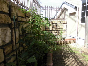 薫風にあおられ、気持ちも引き締まる思い（＾▽＾）/