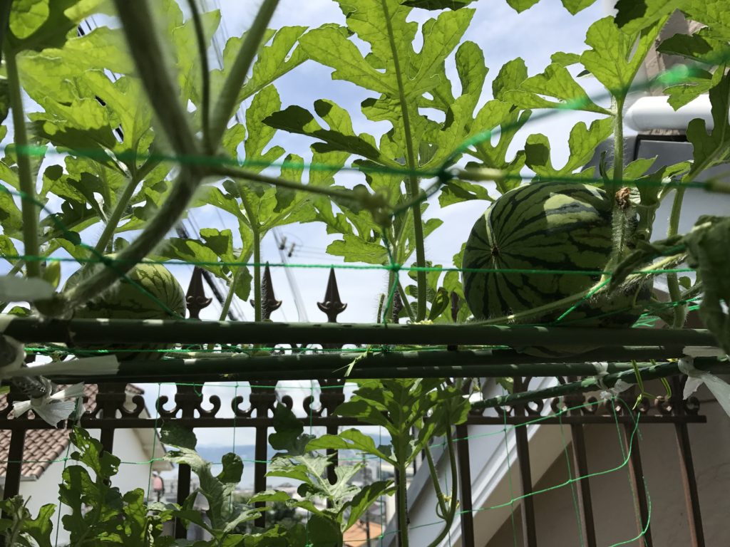 2017年CHES夏休みホリデー・クラス募集を開始します♪