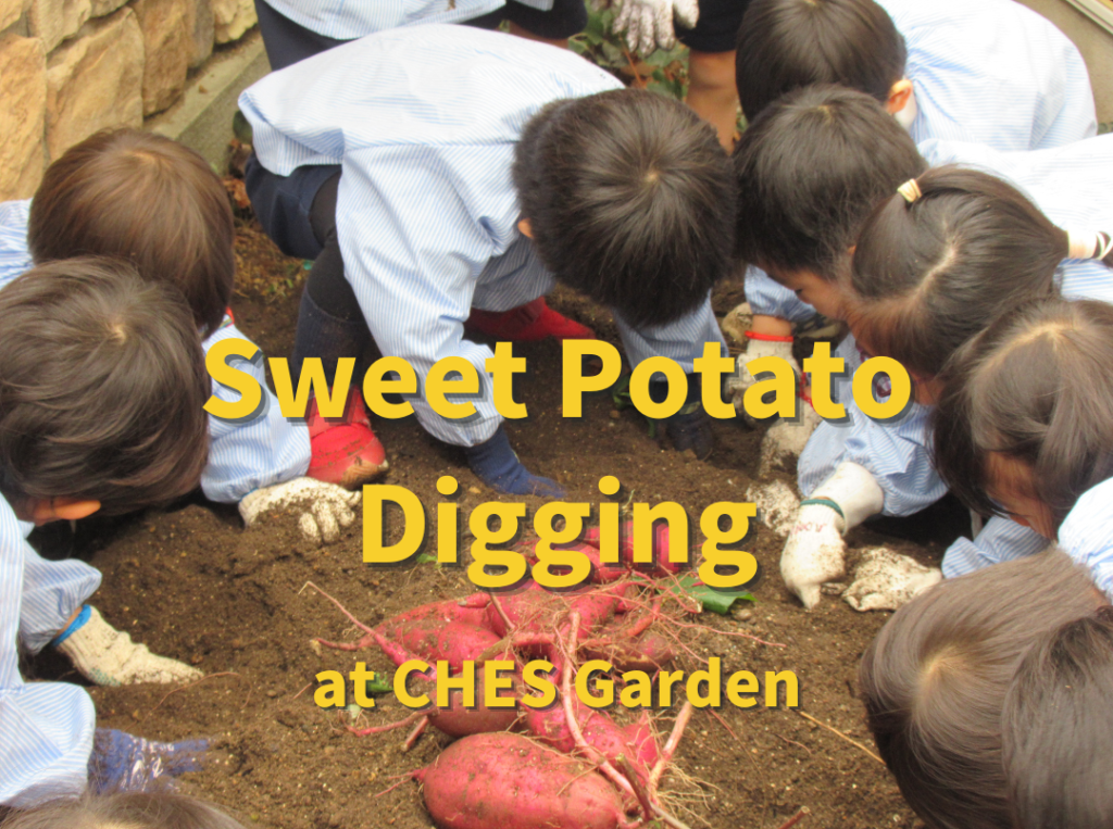 Sweet Potato Digging at CHES Garden（お庭でサツマイモ！）